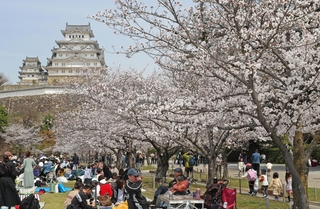 満開のサクラの下、花見客でにぎわう姫路城三の丸広場＝５日午前、姫路市本町
