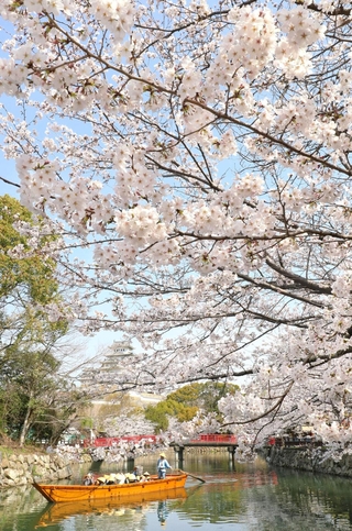 姫路城の内堀に降り注ぐように咲き誇るサクラ＝５日午前、姫路市本町