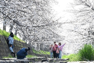 川を囲む桜の回廊。春の日差しもより強く＝６日午後、稲美町北山