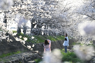 川を囲む桜の回廊で写真撮影を楽しむ人たち＝６日午後、稲美町北山