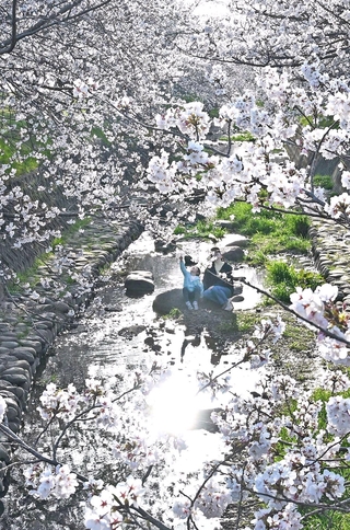 強くなった春の日差しに輝くソメイヨシノ＝６日午後、稲美町北山