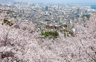 海沿いから山頂まで 桜色に包まれる神戸の街並み 須磨浦山上遊園