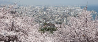 満開のソメイヨシノ。眼下には神戸市街地が広がる＝７日午後、神戸市須磨区、須磨浦山上遊園（撮影・丸山桃奈）