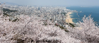 満開のソメイヨシノ。眼下には神戸市街地が広がる＝７日午後、神戸市須磨区、須磨浦山上遊園（撮影・丸山桃奈）