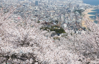 満開のソメイヨシノ。眼下には神戸市街地が広がる＝７日午後、神戸市須磨区、須磨浦山上遊園（撮影・丸山桃奈）