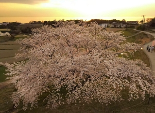 夕日を望む棚田で咲き誇るソメイヨシノの「たもやん桜」＝８日午後、淡路市尾崎（ドローンで撮影）