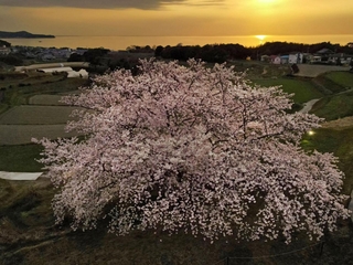 夕日を望む棚田で咲き誇るソメイヨシノの「たもやん桜」＝８日午後、淡路市尾崎（ドローンで撮影）