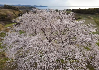 棚田が広がる地区に咲き誇るソメイヨシノの「たもやん桜」＝８日午後、淡路市尾崎（ドローンで撮影）