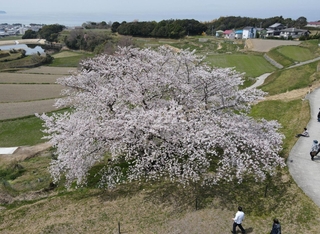 棚田が広がる地区に咲き誇るソメイヨシノの「たもやん桜」＝８日午前、淡路市尾崎（ドローンで撮影）