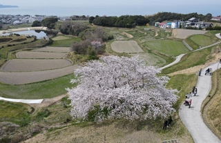海を望む棚田で咲き誇るソメイヨシノの「たもやん桜」＝８日、淡路市尾崎（ドローンで撮影）