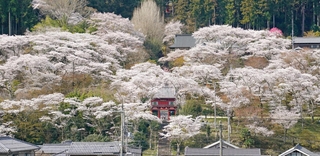 見頃を迎え境内を覆い尽くす桜＝９日午前、丹波市山南町谷川、常勝寺