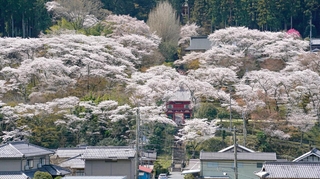 見頃を迎え境内を覆い尽くす桜＝９日午前、丹波市山南町谷川、常勝寺