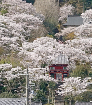 見頃を迎え境内を覆い尽くす桜＝９日午前、丹波市山南町谷川、常勝寺