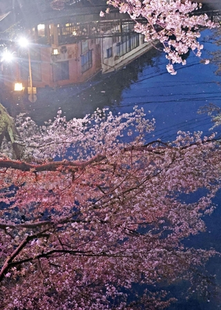 ライトアップされたソメイヨシノ。温泉街を彩る＝１４日夜、豊岡市城崎町湯島（撮影・丸山桃奈）