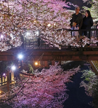 ライトアップされたソメイヨシノ。温泉街を彩る＝１４日夜、豊岡市城崎町湯島（撮影・丸山桃奈）