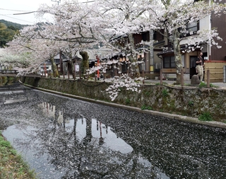 盛りを過ぎて散り始めたソメイヨシノ＝１４日午後、豊岡市城崎町湯島（撮影・丸山桃奈）
