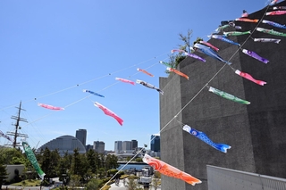 神戸ポートミュージアムに掲揚された色とりどりのこいのぼり＝神戸市中央区新港町（撮影・風斗雅博）