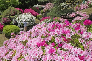 日本庭園を彩るツツジ＝神戸市中央区中山手通５、相楽園（撮影・笠原次郎）