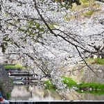 川沿いに咲き誇るソメイヨシノなどの桜並木＝２日午後、西宮市、夙川河川敷緑地（撮影・風斗雅博）