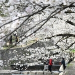 川沿いに咲き誇るソメイヨシノなどの花＝西宮市、夙川河川敷緑地（撮影・風斗雅博）