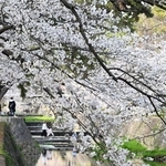 川沿いに咲き誇るソメイヨシノなどの花＝西宮市、夙川河川敷緑地（撮影・風斗雅博）
