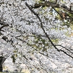 川沿いに咲き誇るソメイヨシノなどの花＝西宮市、夙川河川敷緑地（撮影・風斗雅博）