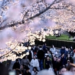 ライトアップされたソメイヨシノの下を歩く人たち＝３日午後、神戸市灘区王子町３（撮影・斎藤雅志）