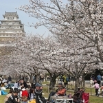 満開のサクラの下、花見客でにぎわう姫路城三の丸広場＝５日午前、姫路市本町