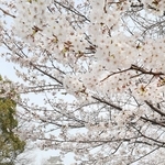 姫路城の内堀に降り注ぐように咲き誇るサクラ＝５日午前、姫路市本町