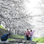 川を囲む桜の回廊。春の日差しもより強く＝６日午後、稲美町北山
