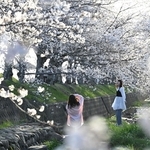 川を囲む桜の回廊で写真撮影を楽しむ人たち＝６日午後、稲美町北山