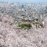 満開のソメイヨシノ。眼下には神戸市街地が広がる＝７日午後、神戸市須磨区、須磨浦山上遊園