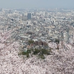 満開のソメイヨシノ。眼下には神戸市街地が広がる＝７日午後、神戸市須磨区、須磨浦山上遊園（撮影・丸山桃奈）