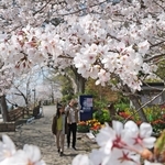 満開となったソメイヨシノ。花見を楽しむ人たちでにぎわった＝神戸市須磨区、須磨浦公園（撮影・丸山桃奈）