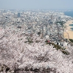 満開のソメイヨシノ。眼下には神戸市街地が広がる＝７日午後、神戸市須磨区、須磨浦山上遊園（撮影・丸山桃奈）