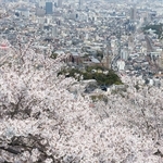 満開のソメイヨシノ。眼下には神戸市街地が広がる＝７日午後、神戸市須磨区、須磨浦山上遊園（撮影・丸山桃奈）