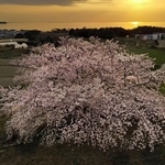 夕日を望む棚田で咲き誇るソメイヨシノの「たもやん桜」＝８日午後、淡路市尾崎（ドローンで撮影）