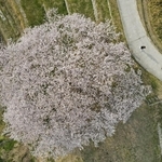 棚田が広がる地区に咲き誇るソメイヨシノの「たもやん桜」＝８日午後、淡路市尾崎（ドローンで撮影）