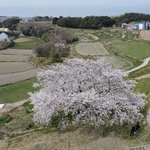 海を望む棚田で咲き誇るソメイヨシノの「たもやん桜」＝８日、淡路市尾崎（ドローンで撮影）