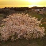 夕日を望む棚田で咲き誇るソメイヨシノの「たもやん桜」＝８日午後、淡路市尾崎（ドローンで撮影）