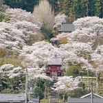 見頃を迎え境内を覆い尽くす桜＝９日午前、丹波市山南町谷川、常勝寺