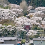 見頃を迎え境内を覆い尽くす桜＝９日午前、丹波市山南町谷川、常勝寺