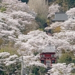 見頃を迎え境内を覆い尽くす桜＝９日午前、丹波市山南町谷川、常勝寺