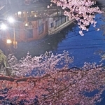 ライトアップされたソメイヨシノ。温泉街を彩る＝１４日夜、豊岡市城崎町湯島（撮影・丸山桃奈）
