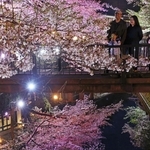 ライトアップされたソメイヨシノ。温泉街を彩る＝１４日夜、豊岡市城崎町湯島（撮影・丸山桃奈）