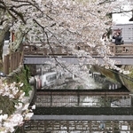 盛りを過ぎて散り始めたソメイヨシノ＝１４日午後、豊岡市城崎町湯島（撮影・丸山桃奈）