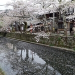 盛りを過ぎて散り始めたソメイヨシノ＝１４日午後、豊岡市城崎町湯島（撮影・丸山桃奈）