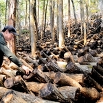 周辺の山肌に原木を並べて栽培する昔ながらの栽培法にこだわる仲守さん＝兵庫県猪名川町
