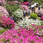 日本庭園を彩るツツジ＝神戸市中央区中山手通５、相楽園（撮影・笠原次郎）