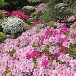 日本庭園を彩るツツジ＝神戸市中央区中山手通５、相楽園（撮影・笠原次郎）